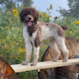 Meet your Posher, Johanna